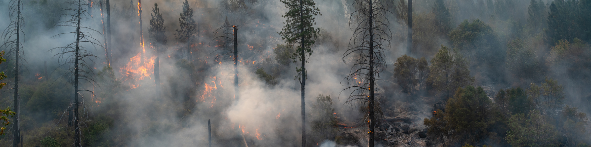 Workwear scene in a forest fire with protective clothing designed for extreme conditions